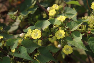 Merremia hederacea fabrikası sahada. Akut bademcik iltihabı tedavisinde kullanılır. Bu bitkinin yaprakları kol ve ayaklardaki kırıkları iyileştirmek için kullanılır.