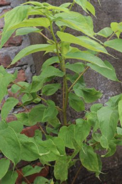 Muntingia Calabura bitkisi ormanda. Antiseptik olarak kullanılır ve karın krampları ve spazmları, baş ağrıları ve soğuk algınlıklarını tedavi eder. Antioksidan özelliği var.