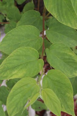 Muntingia Calabura bitkisi ormanda. Antiseptik olarak kullanılır ve karın krampları ve spazmları, baş ağrıları ve soğuk algınlıklarını tedavi eder. Antioksidan özelliği var.