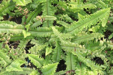 Kreşteki nephrolepis cordifolia bitkisi satılık nakit mahsuller. Öksürük, romatizma, göğüs tıkanıklığı, iştahsızlık, öksürük, yaralar, sarılık tedavisi, böbrek, karaciğer, cilt hastalıkları.