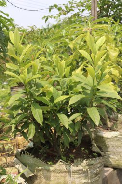 Night blooming jasmine flower plant on nursery for sell are cash crops. have anti inflammatory,have anti hyperlipidemic,have cardioprotective,have painkiller,have antimicrobial,have anti convulsant clipart