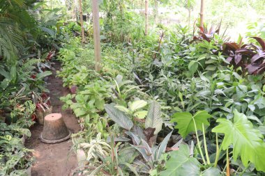 Bitkilerin nakil için, stok, tomurcuk, nakil ve satış için yetiştirildiği yer. Ticari fidanlıklar; odunsu, otçul, süslü ağaçlar, çalılar, ampul ekinleri dağıtın.