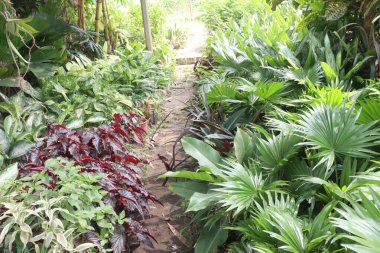 Bitkilerin nakil için, stok, tomurcuk, nakil ve satış için yetiştirildiği yer. Ticari fidanlıklar; odunsu, otçul, süslü ağaçlar, çalılar, ampul ekinleri dağıtın.