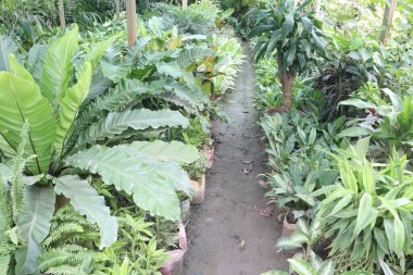 Bitkilerin nakil için, stok, tomurcuk, nakil ve satış için yetiştirildiği yer. Ticari fidanlıklar; odunsu, otçul, süslü ağaçlar, çalılar, ampul ekinleri dağıtın.