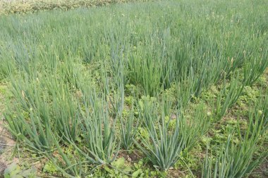 Hasat için çiftlikteki soğan fabrikası nakit mahsulüdür. Soğanda şişkinliği azaltan kimyasallar var. Astımla ilgili akciğer sıkışması, kolesterolü düşüren, kan şekerini düşüren kimyasallar. yara izini engelleyebilir.