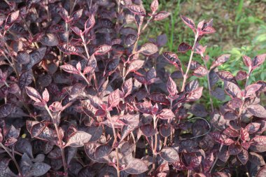 Alternanthera plant on nursery for sell are cash crops. treat of ulcers,cuts,wounds, fevers, ophthalmia, gonorrhoea, pruritus, burning sensations, diarrhoea,skin diseases,dyspepsia,haemorrhoids, liver clipart