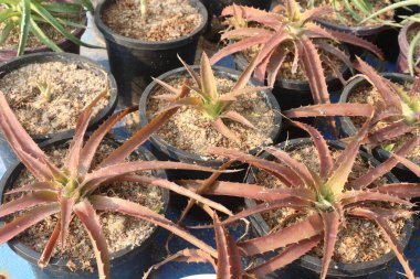 Kreşteki esrar üzerine ortopedi gurkeniis otu satmak için nakit mahsuldür. Bir karasal tür. Kahverengiyle neredeyse siyah yaprak rengine sahip ve ağır gümüş bölgeleri var.