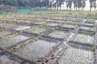 Yeni türler keşfetmek için deneysel alandaki çeltik bitkisi