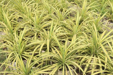 Pandanus veitchii bitkisi satılık, nakit mahsuller. Hava temizleyicisi olarak bilinir, havadaki toksinleri temizler ve kapalı hava kalitesini arttırır.