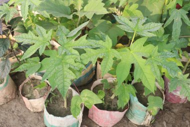 Çocuk odasında satılacak papaya tohumları nakit mahsuldür. Birkaç sağlık sigortası var. İyi bir besin kaynağı, C vitamini, A vitamini, potasyum, antioksidan, iltihap önleyici özellikler