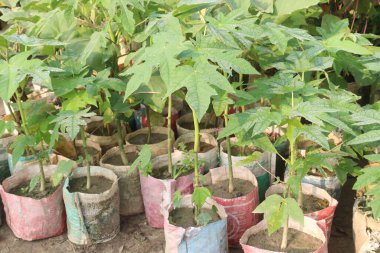 Çocuk odasında satılacak papaya tohumları nakit mahsuldür. Birkaç sağlık sigortası var. İyi bir besin kaynağı, C vitamini, A vitamini, potasyum, antioksidan, iltihap önleyici özellikler