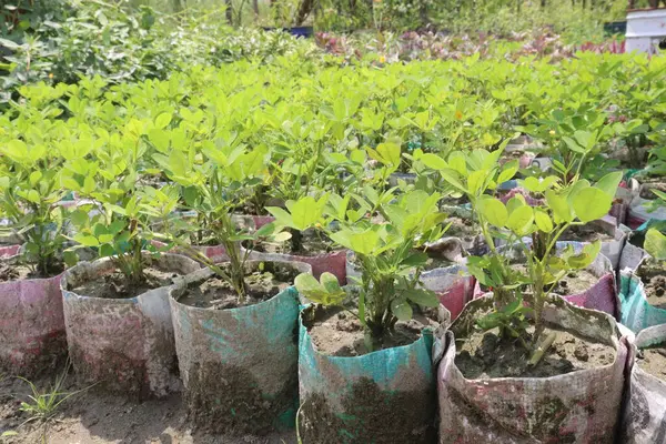 stock image Peanuts plant on farm for harvest are cash crops. have protein, fat, fiber. These kinds of fats actually help lower your cholesterol levels. Peanuts are also an excellent source of Magnesium