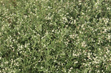 Santa Maria Orman 'da birkaç bitki. Ayrıca ateş, düzensiz adet dönemleri, eklem iltihabı, sedef hastalığı, alerji, astım, kulaklarda çınlama gibi hastalıklar da var.