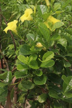 Pentalinon luteum flower plant on nursery for sell are cash crops. treat cuts, sores. used in the horticultural industry. The milky sap is highly toxic and no portion of the plant should be ingested clipart