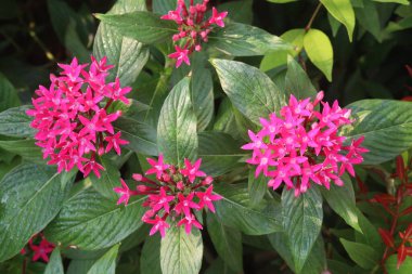 pentas lanceolata flower plant on nursery for sell are cash crops. used for anti inflammatory remedy for rheumatoid arthritis, tendonitis, gout, to treat children's colic pain, treat diabetes