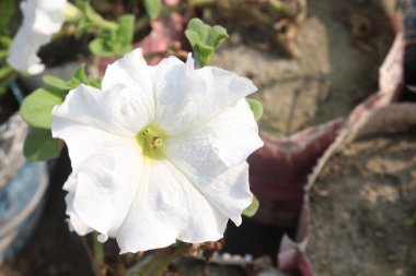 Petunia axillaris flower plant on pot in nursery for sell are cash crops. Symbolizes purity, innocence, conveying trust, spiritual purity. Enhances gardens, moonlit nights with its aesthetic clipart