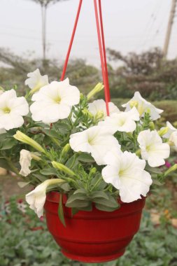 Petunia axillaris flower plant on hanging pot in nursery for sell are cash crops. Symbolizes purity, innocence, conveying trust, spiritual purity. Enhances gardens, moonlit nights with its aesthetic clipart