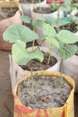phaseolus coccineus seedling on farm for harvest are cash crops. it's garden ornaments, nutritional titans. have protein, fiber, these beans. supporting muscle growth, digestive health