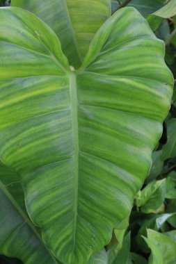 Philodendron Burle Marx plant nursery for sell are cash crops. Its unique appearance provides a visual respite, recharging your cognitive batteries and keeping your focus laser-sharp clipart