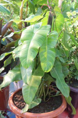 Philodendron Burle Marx plant nursery for sell are cash crops. Its unique appearance provides a visual respite, recharging your cognitive batteries and keeping your focus laser-sharp