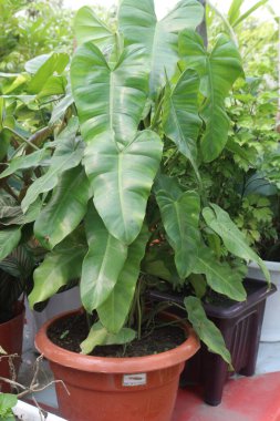 Philodendron Burle Marx plant nursery for sell are cash crops. Its unique appearance provides a visual respite, recharging your cognitive batteries and keeping your focus laser-sharp