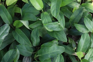 Philodendron Imperial Green plant on bag in nursery for sell are cash crops