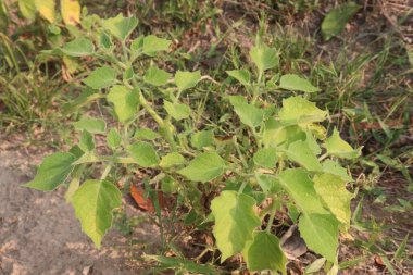 Physalis angulata plant on field. with research regarding the antibacterial, anticancer, antiparasitic, anti-inflammatory, antifibrotic and antidiabetic properties of the plant