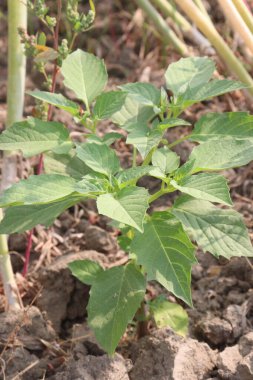 Physalis angulata plant on field. with research regarding the antibacterial, anticancer, antiparasitic, anti-inflammatory, antifibrotic and antidiabetic properties of the plant