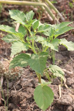Physalis angulata plant on field. with research regarding the antibacterial, anticancer, antiparasitic, anti-inflammatory, antifibrotic and antidiabetic properties of the plant