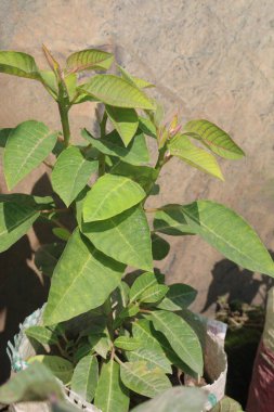 Phytolacca dioica plant on nursery for sell are cash crops. Ethnopharmacological information also revealed that Phytolacca dioica is used to heal skin wounds