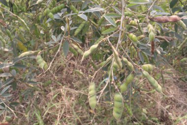 Pigeon peas plant on farm for harvest are cash crops.have dietary fibre which is essential for maintaining digestive health.reduces constipation, cramping, diarrhoea.treat eliminating parasites clipart