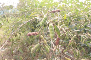 Pigeon peas plant on farm for harvest are cash crops.have dietary fibre which is essential for maintaining digestive health.reduces constipation, cramping, diarrhoea.treat eliminating parasites