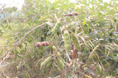Pigeon peas plant on farm for harvest are cash crops.have dietary fibre which is essential for maintaining digestive health.reduces constipation, cramping, diarrhoea.treat eliminating parasites clipart