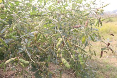 Pigeon peas plant on farm for harvest are cash crops.have dietary fibre which is essential for maintaining digestive health.reduces constipation, cramping, diarrhoea.treat eliminating parasites