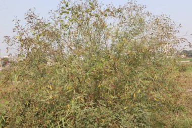 Pigeon peas plant on farm for harvest are cash crops.have dietary fibre which is essential for maintaining digestive health.reduces constipation, cramping, diarrhoea.treat eliminating parasites