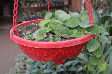 Pilea nummulariifolia plant on hanging pot on nursery for sell are cash crops. have minerals, copper, iron, vitamin C, diuretic, anti-inflammatory, antiviral