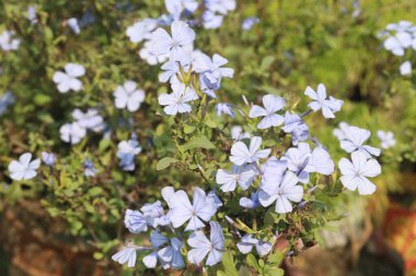 plumbago auriculata flower plant on nursery for sell are cash crops. treat wounds, broken bones, warts, black water fever. have exhibits antimicrobial, antiviral, antidiabetic, anticancer, antioxidant clipart