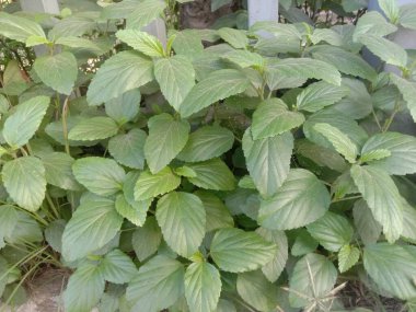 Pogostemon benghalensis plant on jungle. utilized for relieving body aches, headaches, fever. now running investigate the antinociceptive, antipyretic and anti-edematogenic activities