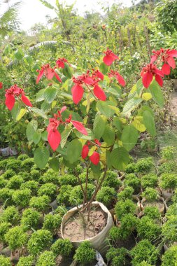 Poinsettia flower plant on nursery for sell are cash corps. for ornamental purposes during the Christmas season. treat skin warts, toothaches, however, clinical data are lacking to support these uses