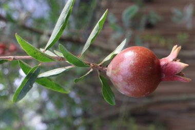 Pomegranate on plant in farm for harvest are cash crops. have antioxidants that can help protect the health of your heart, kidneys, gut microbiome, Alzheimer's disease, Parkinson's disease