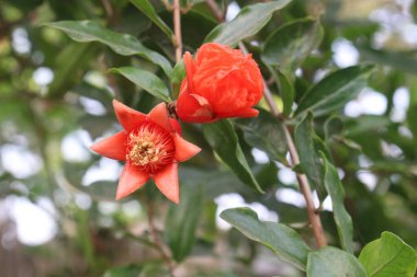 Pomegranate flower on tree in farm for harvest are cash crops. have antioxidants that can help protect the health of your heart, kidneys, gut microbiome, Alzheimer's disease, Parkinson's disease clipart