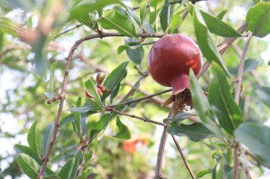 Pomegranate on plant in farm for harvest are cash crops. have antioxidants that can help protect the health of your heart, kidneys, gut microbiome, Alzheimer's disease, Parkinson's disease clipart