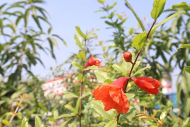Pomegranate flower on tree in farm for harvest are cash crops. have antioxidants that can help protect the health of your heart, kidneys, gut microbiome, Alzheimer's disease, Parkinson's disease clipart
