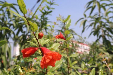 Pomegranate flower on tree in farm for harvest are cash crops. have antioxidants that can help protect the health of your heart, kidneys, gut microbiome, Alzheimer's disease, Parkinson's disease