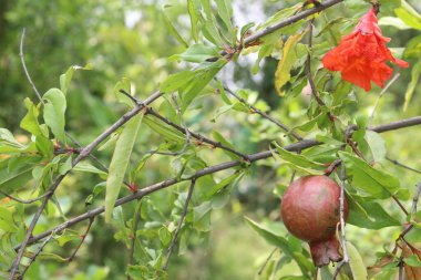 Pomegranate on plant in farm for harvest are cash crops. have antioxidants that can help protect the health of your heart, kidneys, gut microbiome, Alzheimer's disease, Parkinson's disease