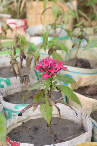 stock image pentas lanceolata flower plant on nursery for sell are cash crops. used for anti inflammatory remedy for rheumatoid arthritis, tendonitis, gout, to treat children's colic pain, treat diabetes