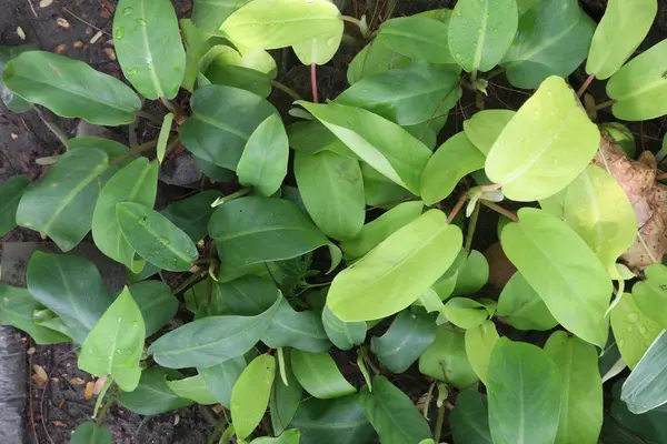 stock image philodendron erubescens plant on nursery for sell are cash crops. improve air quality of home. Kings of foliage. philodendron veiny, sprawling leaves are great to look, absorbing carbon dioxide,toxins