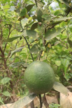 Pomelo on plant in farm for harvest are cash crops. reduce risk of cancer. have vitamin C, antioxidant, Naringenin, naringin clipart