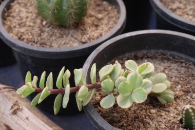 Portulacaria afra plant on nursery for sell are cash crops. treat for sore throat, mouth infections while the astringent juice is used for pimples, rashes and insect stings clipart