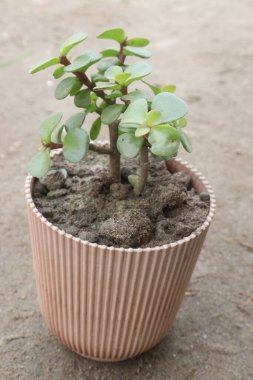 Portulacaria afra plant on nursery for sell are cash crops. treat for sore throat, mouth infections while the astringent juice is used for pimples, rashes and insect stings clipart